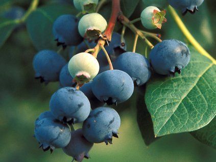 Kanadská borůvka 'Pioneer'  Vaccinium corymbosum 'Pioneer'