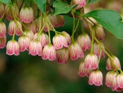 enkianthus campanulatus redvein 9cm p292 28687 image
