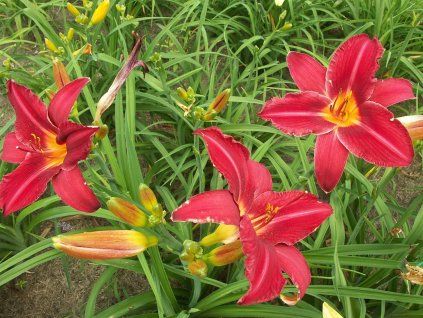 Denivka "Kardynal Wyszyński' - Hemerocallis 'Kardynal Wyszyński'  Hemerocallis 'Kardynal Wyszyński'