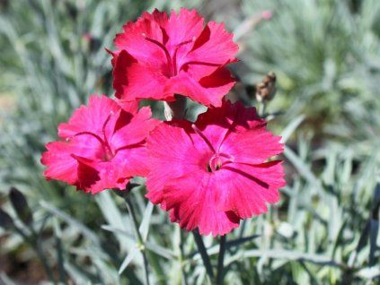 Hvozdík sivý 'Badenia' - Dianthus gratianopolitanus 'Badenia'  Dianthus gratianopolitanus 'Badenia'