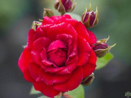 scarlet rose