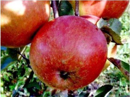 Jabloň 'Cesar Wilhelm'  Malus domestica 'Cesar Wilhelm'