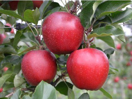 Jabloň 'Gala Schniga® SchniCo'  Malus domestica 'Gala Schniga® SchniCo'