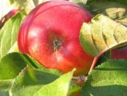 Jabloň 'Diadém'  Malus domestica 'Diadém'