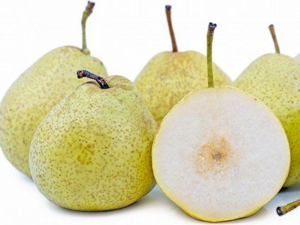 Asijská hrušeň 'Shin Li'  Pyrus pyrifolia 'Shin Li'