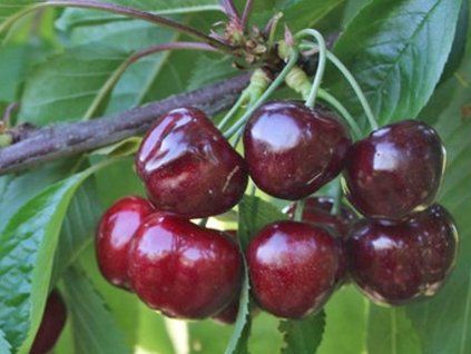 Třešeň 'Earlise'  Prunus avium 'Earlise'