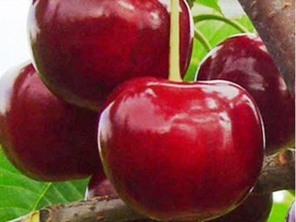 Višeň 'Chudo-Vishnya'  Prunus cerasus 'Chudo-Vishnya'