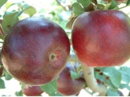 Jabloň 'Burgundy'  Malus domestica 'Burgundy'
