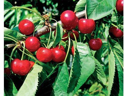 Třešeň 'Justyna®'  Prunus avium 'Justyna'