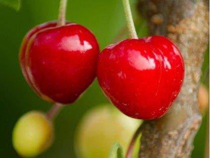 Třešeň 'Kasandra®'  Prunus avium 'Kasandra'