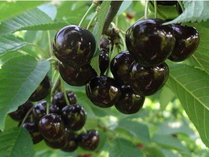Třešeň 'Narana®'  Prunus avium 'Narana'