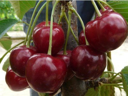 Třešeň 'Tamara®'  Prunus avium 'Tamara'