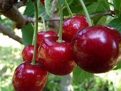 Třešeň 'Těchlovan'  Prunus avium 'Těchlovan'