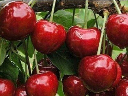 Třešeň 'Christiana®'  Prunus avium 'Christiana'