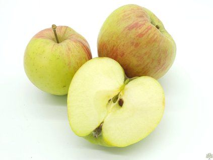 Jabloň 'Andego'  Malus domestica 'Andego'