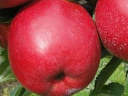 Jabloň 'Fenix'  Malus domestica 'Fenix'