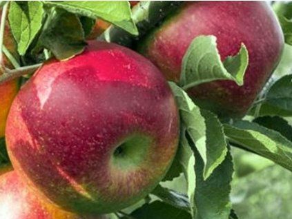 Jabloň 'Pohoda'  Malus domestica 'Pohoda'