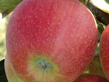 Jabloň 'Primadela'  Malus domestica 'Primadela'