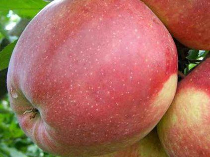 Jabloň 'Starkresa'  Malus domestica 'Starkresa'