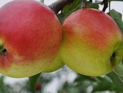 Jabloň 'Zvoša'  Malus domestica 'Zvoša'
