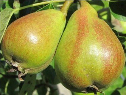 Hrušeň 'Pepi'  Pyrus communis 'Pepi'