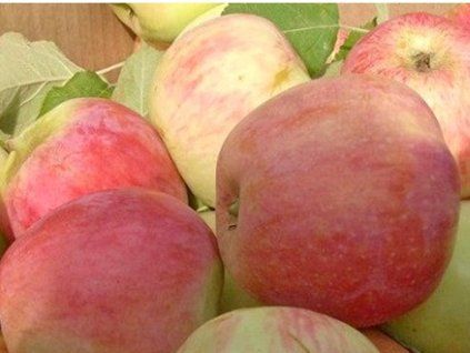 Jabloň 'Doch Melby'  Malus domestica 'Doch Melby'