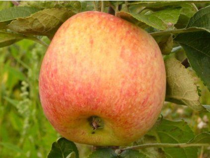 Jabloň 'Konfetnaja'  Malus domestica 'Konfetnaja'
