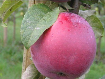 Jabloň 'Roberts'  Malus domestica 'Roberts'