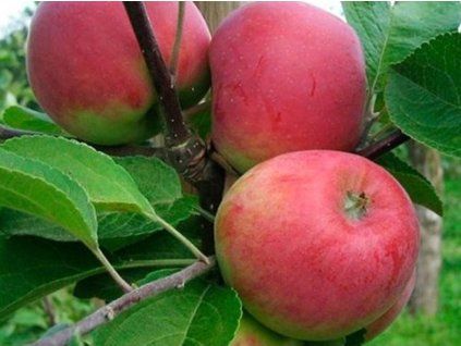Jabloň 'Krasnaja raniaja'  Malus domestica 'Krasnaja raniaja'