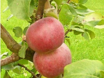 Jabloň 'Antej'  Malus domestica 'Antej'