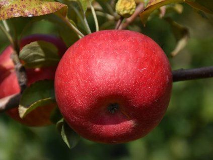 Jabloň 'Connell Red'  Malus domestica 'Connell Red'