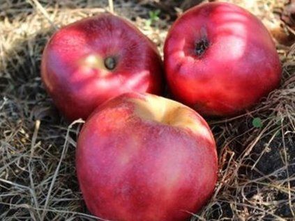Jabloň 'Grávštýnské červené'  Malus domestica 'Grávštýnské červené'