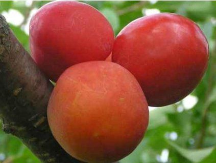 Japonská švestka 'Skoroplodnaja'  Prunus salicina 'Skoroplodnaja'