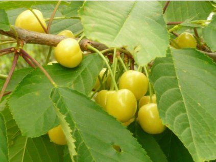 Třešeň 'Aleksandrs'  Prunus avium 'Aleksandrs'