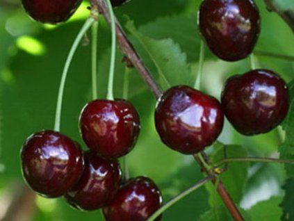 Třešeň 'Ovstuzenka'  Prunus avium 'Ovstuzenka'