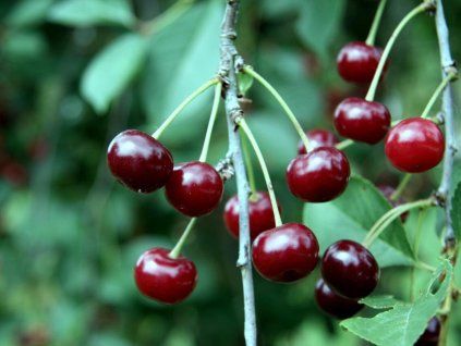 Višeň 'Tamaris'  Prunus cerasus 'Tamaris'