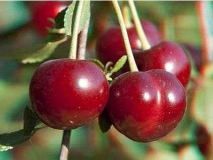 Višeň 'Star of Vytenai'  Prunus cerasus 'Star of Vytenai'
