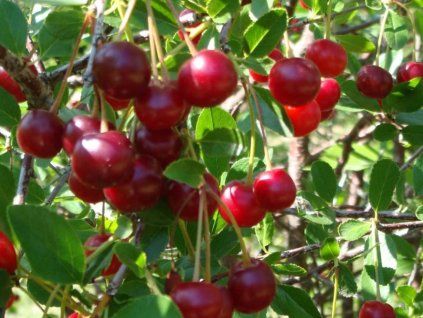 Višeň 'Zagarvysne'  Prunus cerasus 'Zagarvysne'