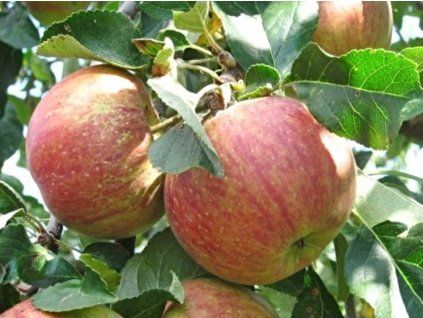 Jabloň 'Krasava'  Malus domestica 'Krasava'
