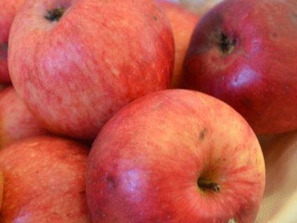 Jabloň 'Ruhm aus Kirchwerder'  Malus domestica 'Ruhm aus Kirchwerder'