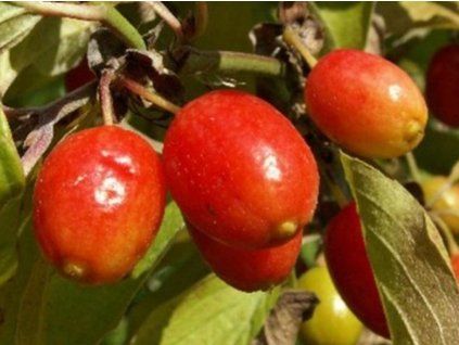 Dřín velkoplodý 'Podolski' - kontejner  Cornus mas 'Podolski'