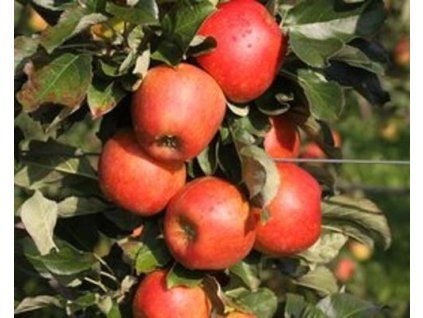 Jabloň sloupovitá 'La Torre'  Malus domestica 'La Torre'