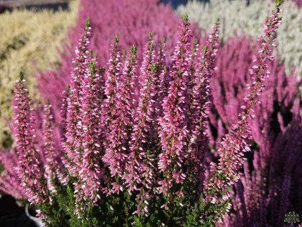 Calluna vulgaris Myrtha (2)