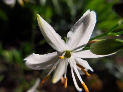 Bělozářka liliovitá - Anthericum liliago  Anthericum liliago