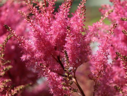 arends prachtspiere gloria purpurea m086456 w 1