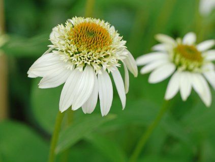 Třapatka 'Milkshake' - Echinacea 'Milkshake'  Echinacea 'Milkshake'