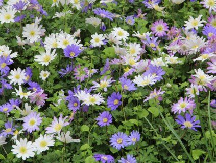 Sasanka vábná - mix  Anemone blanda