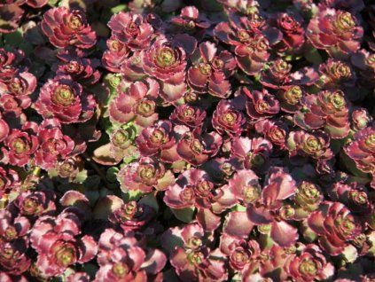 Rozchodník pochybný 'Purpur Winter' - Sedum spurium 'Purpur Winter'  Sedum spurium 'Purpur Winter'