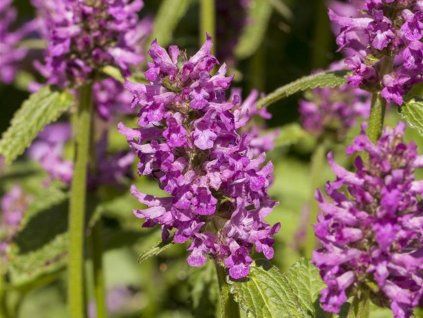 Čistec monieri 'Humello' - Stachys monieri 'Humello'  Stachys monieri 'Humello'