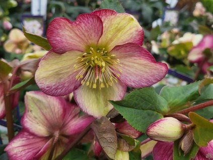 86708 1 cemerice hgc ice n roses dark picotee helleborus hgc ice n roses dark picotee